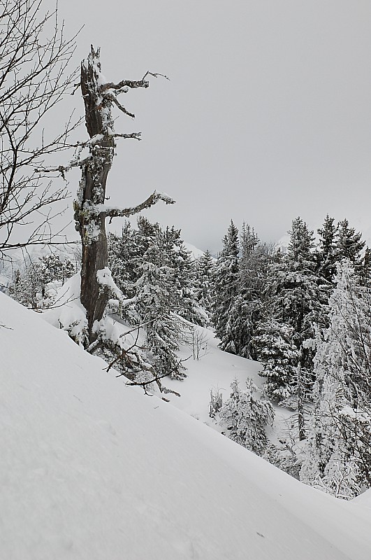 #3 la crête somnitale : Les arbres n la crête somnitale : Les arbres n'ont pas la vie facile.