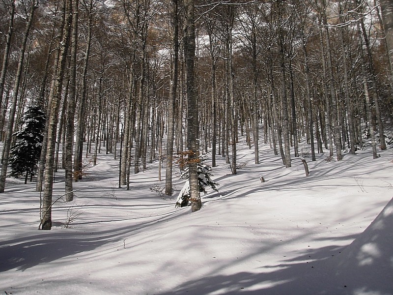 #2 la foret sous le couloir : bon a skier. la foret sous le couloir : bon a skier.