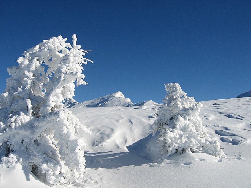 #2 Arbes de neige et le Cornebois Arbes de neige et le Cornebois