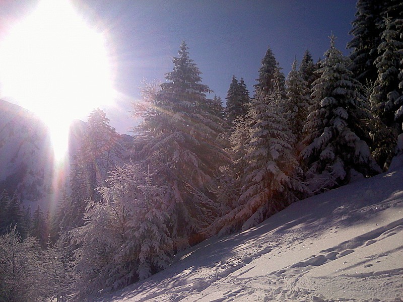 Paysage Canadien ? : En montant , les Bauges comme on les aime ...