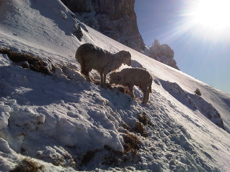#5 Chamois Laineux ? : Incroyable, ils sont restés là ! Chamois Laineux ? : Incroyable, ils sont restés là !