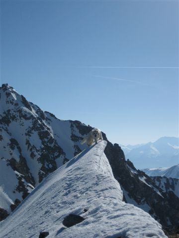 #2 Chien sur corniche... : Photo prise la veille au sommet du rocher de Sarvatan! Y en a qui n Chien sur corniche... : Photo prise la veille au sommet du rocher de Sarvatan! Y en a qui n'ont pas peur!!!