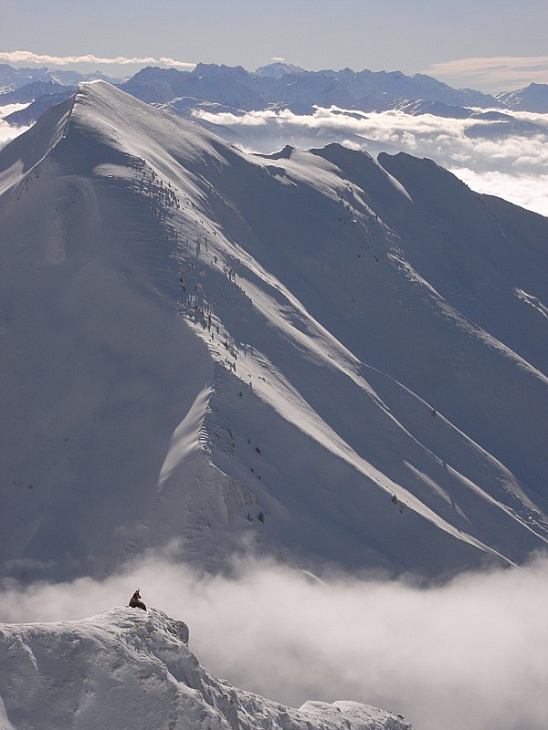 Chamois : Pour notre grand bonheur, les chamois du Pécloz ne sont pas craintifs.
Mais on ne peut pas s'empêcher de penser que les nombreuses manipulations par les hommes les rendent moins sauvages : captures fréquentes, déplacements, poses de gros c