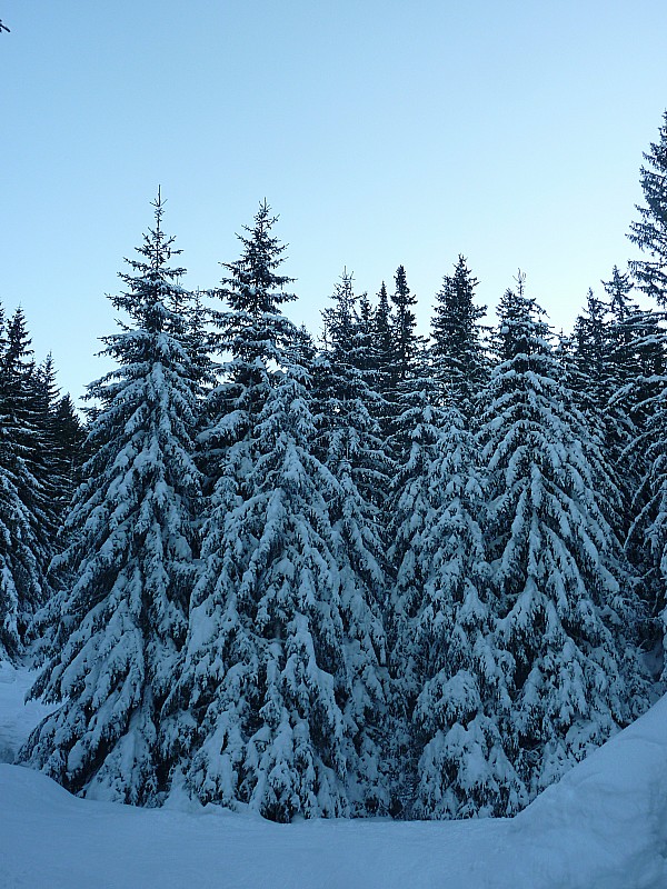 Poids de la neige : Même les arbres baissent les bras. Où va la France ?