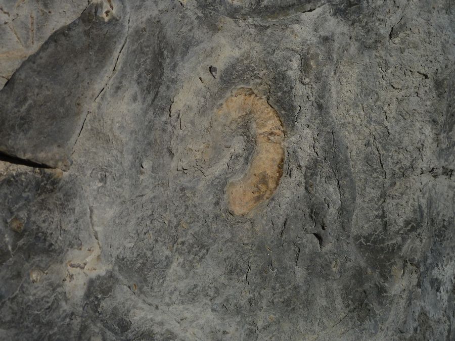#5 combe Génin : Ammonite combe Génin : Ammonite