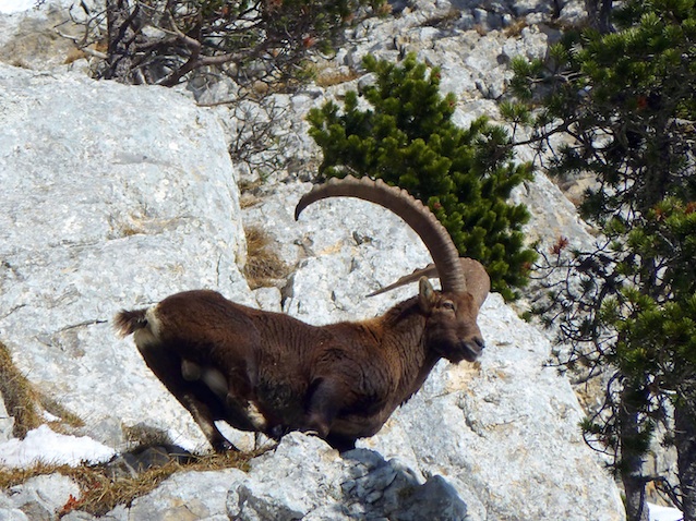 #5 Pas si seul en fait : Un seul bouquetin et de nombreux chamois .... Pas si seul en fait : Un seul bouquetin et de nombreux chamois ....