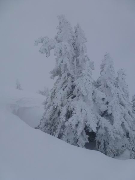 #4 Sapin : ... sapin et neige de cinéma Sapin : ... sapin et neige de cinéma