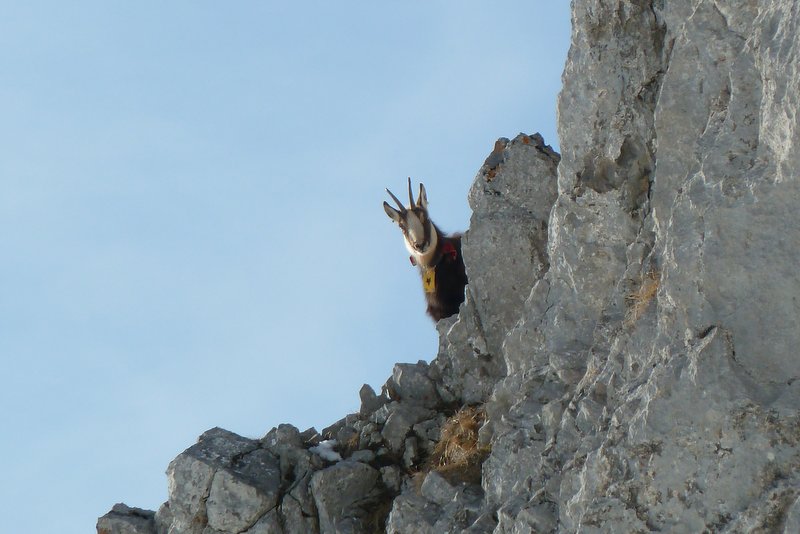 #16 Pécloz : Chamois curieux Pécloz : Chamois curieux