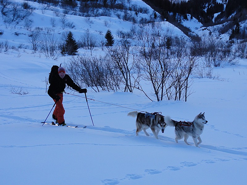 #1 A la trace : Les chiens à la trace aussi A la trace : Les chiens à la trace aussi