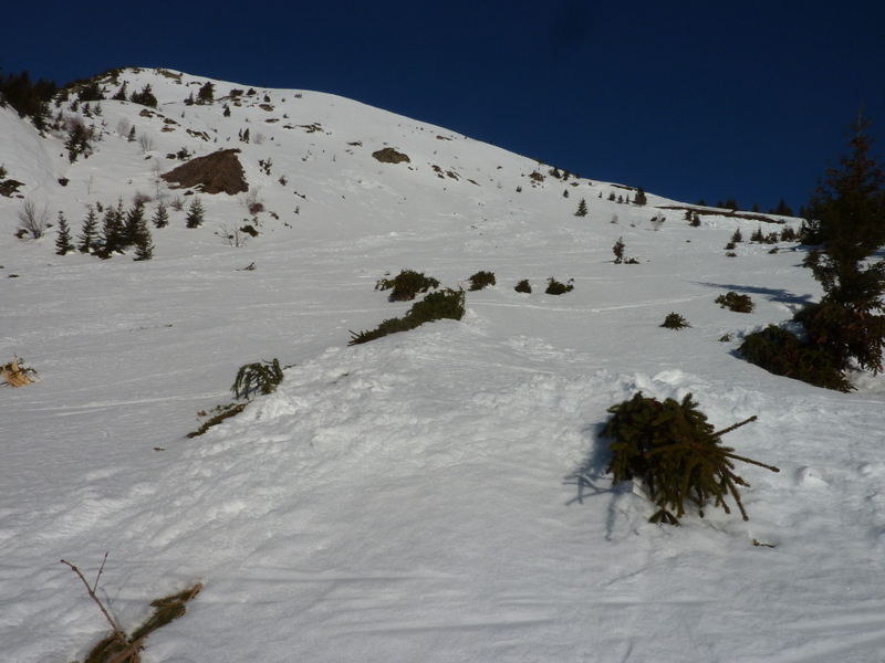 #2 Sapins couchés par 1 avalanche Sapins couchés par 1 avalanche