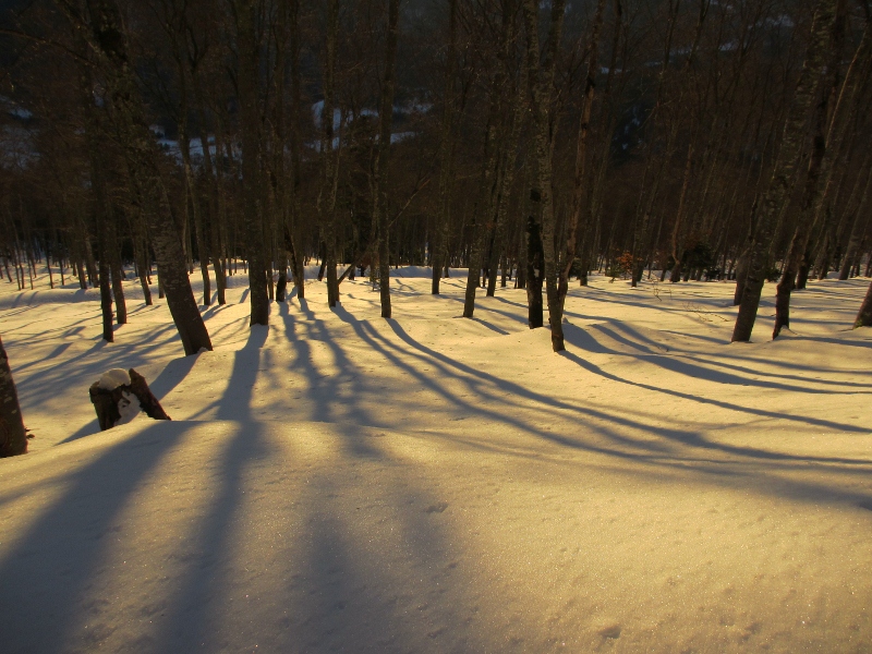 #1 la forêt : Rayons de soleil. la forêt : Rayons de soleil.