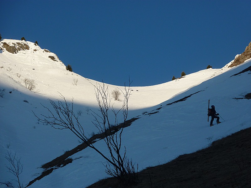 #4 Sortie de la Combe : Arbre, soleil, chamois et Albert Sortie de la Combe : Arbre, soleil, chamois et Albert