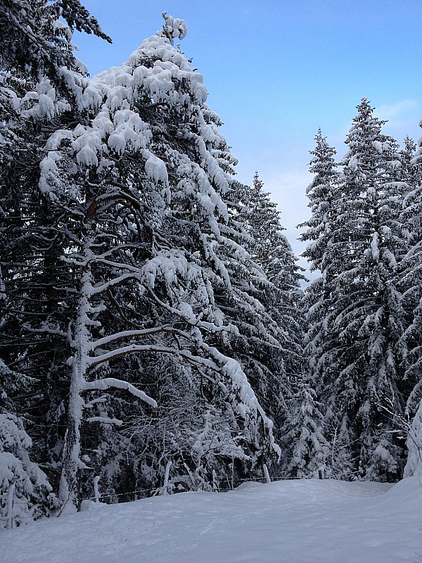 #3 Forêt : bien chargées Forêt : bien chargées