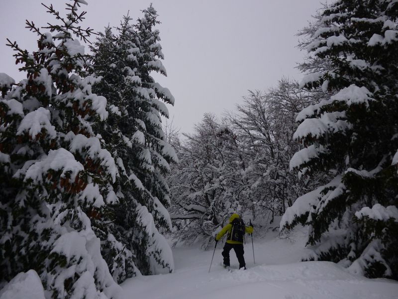 #2 sortie de forêt : des sapins!!! chouette! sortie de forêt : des sapins!!! chouette!