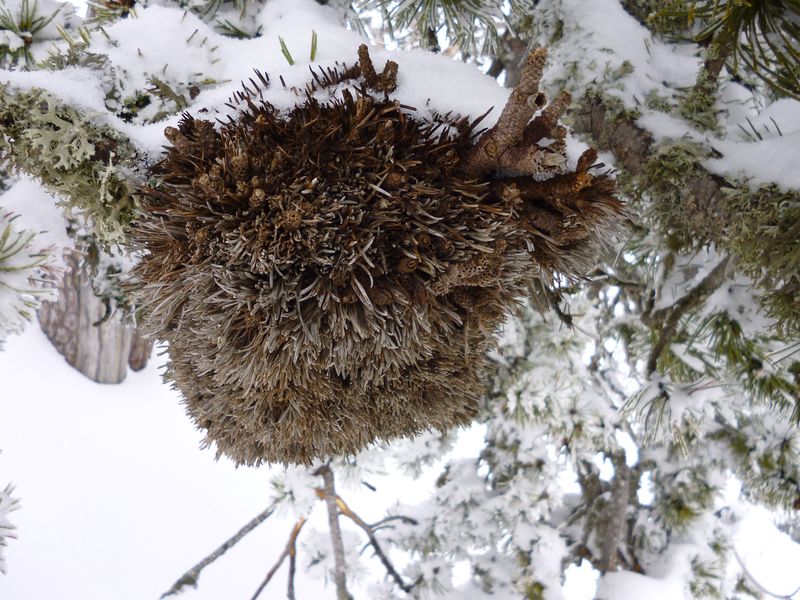 #5 cancer : on dirait que ce sapin a le cancer. keskecé? cancer : on dirait que ce sapin a le cancer. keskecé?