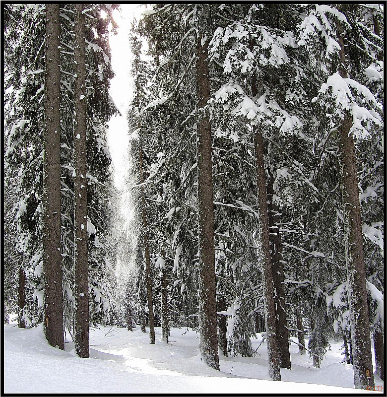 #4 La neige coule des branches : Dans la forêt des Brulats La neige coule des branches : Dans la forêt des Brulats