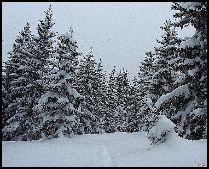 #5 De la neige jusqu De la neige jusqu'à mi-cuisses : C'est une vraie tranchée que je creuse à la sortie de la forêt, à 1840 m