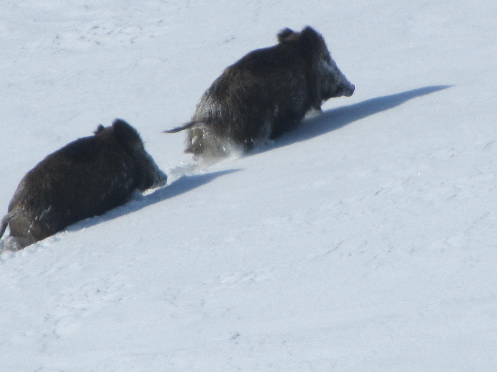 #2 Sangliers : Alors ça je ne l Sangliers : Alors ça je ne l'avais encore jamais vu à telle altitude: 3 énormes sangliers qui ont traversé devant nous!