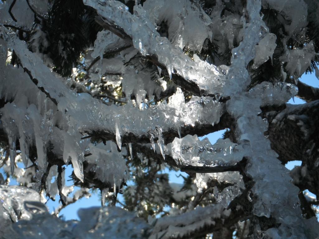 #1 Etat des arbres : Verdure glacée Etat des arbres : Verdure glacée