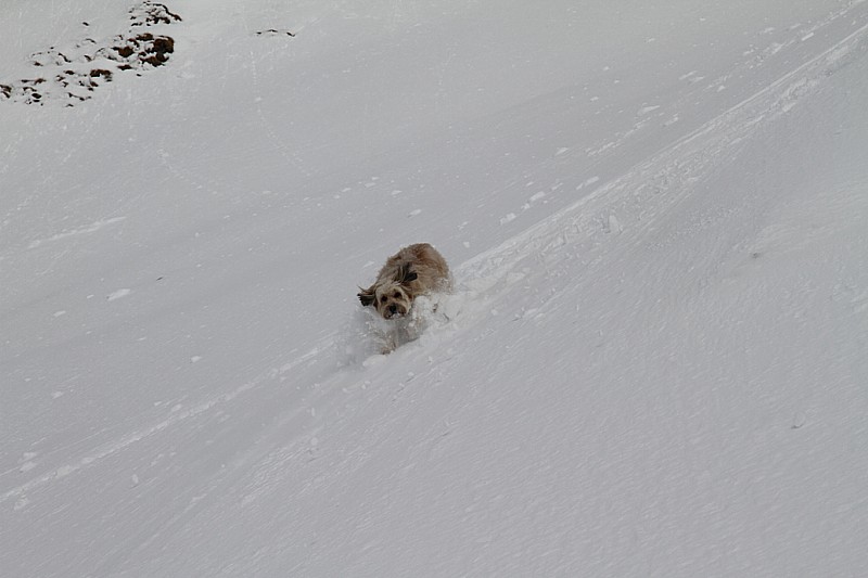 #4 Chien : Il a de l Chien : Il a de l'énergie après une longue montée!