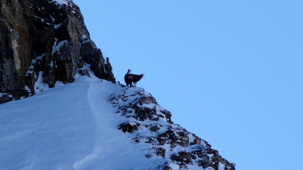 Chamois : les habituels chamois du coin