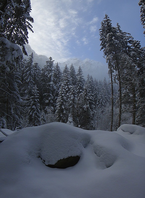 #2 Foret Foret