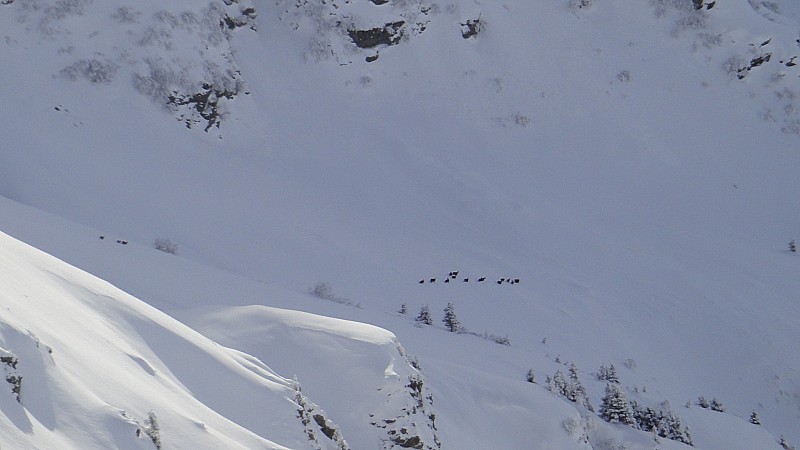#5 Chamois : une petit troupeau Chamois : une petit troupeau