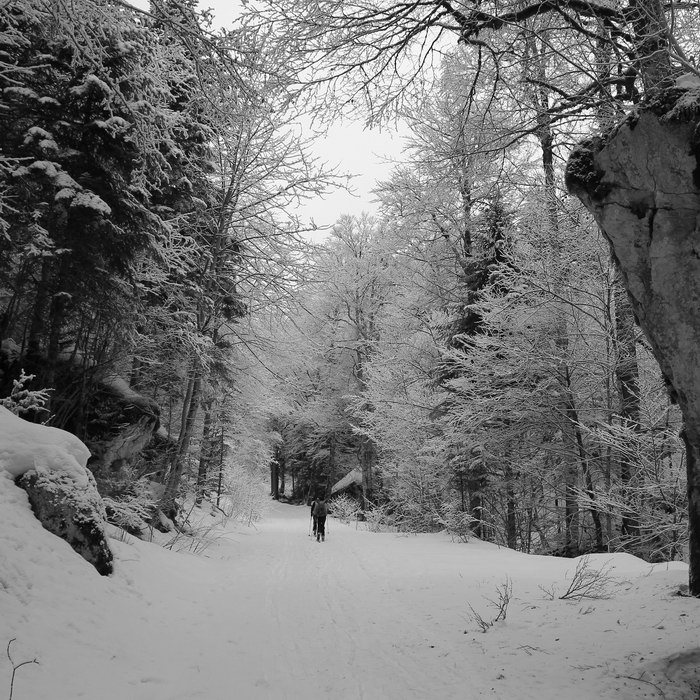 #1 Forêt magique : En route vers les chartreux Forêt magique : En route vers les chartreux