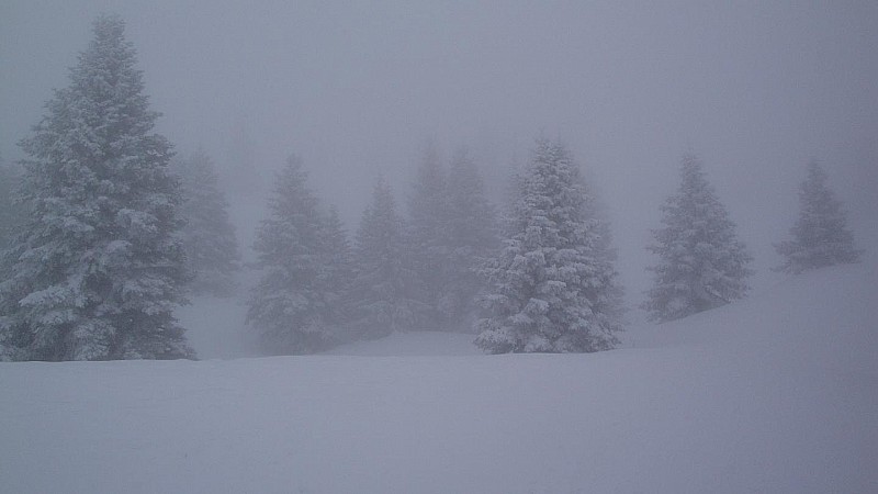 #3 Combe Oursiére : Ils se ressemblent tous ces sapins... Combe Oursiére : Ils se ressemblent tous ces sapins...