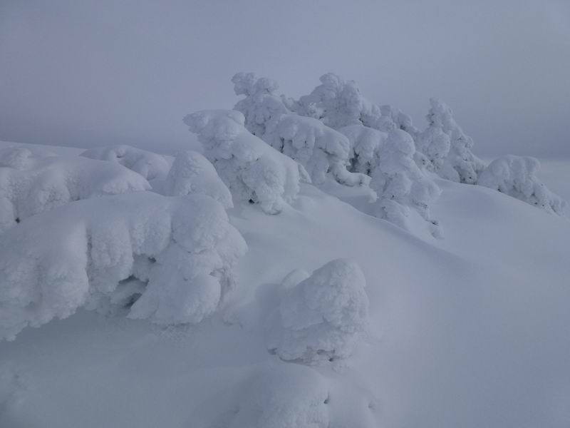#4 Sous Dine : Les pauvres sapins de Sous Dine. Tous les ans c Sous Dine : Les pauvres sapins de Sous Dine. Tous les ans c'est pareil !!
