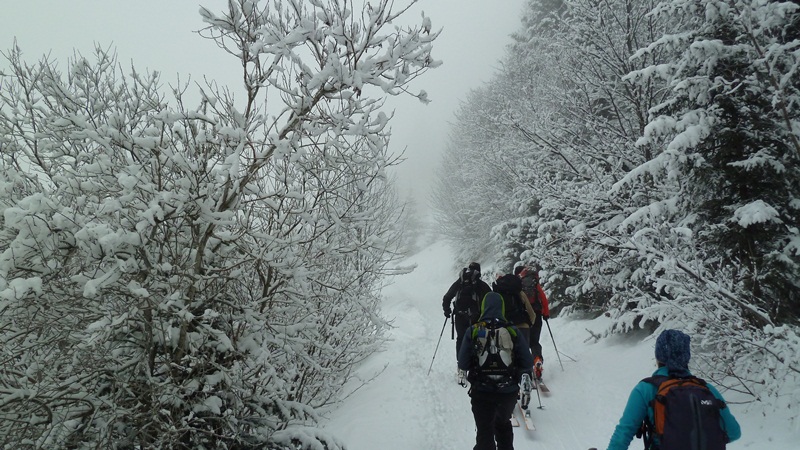 #1 Dans la forêt : et dans le brouillard Dans la forêt : et dans le brouillard