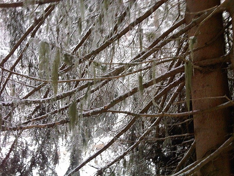 #2 Forêt de Fangorn : là je la trouvais encore jolie la forêt... Forêt de Fangorn : là je la trouvais encore jolie la forêt...
