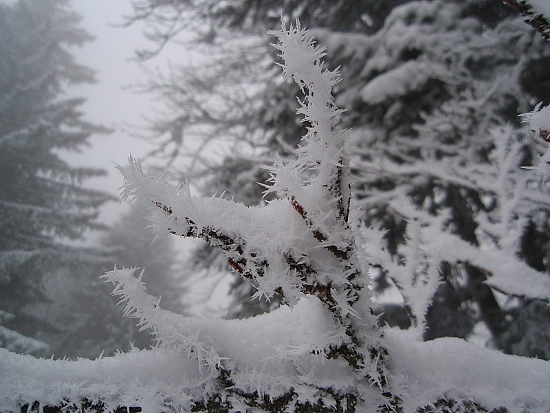 #1 Le givre : Le givre, principal atout de la journée Le givre : Le givre, principal atout de la journée