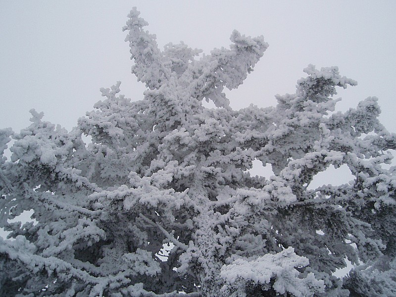 #5 Canaple : Aujourd Canaple : Aujourd'hui, il fallait regarder les arbres