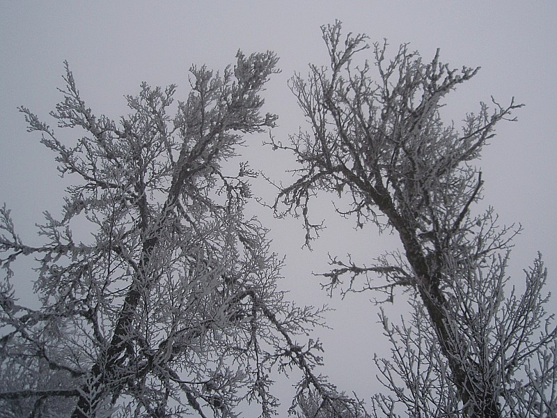 #6 Arbres : Les arbres, tous plus beaux les uns que les autres Arbres : Les arbres, tous plus beaux les uns que les autres