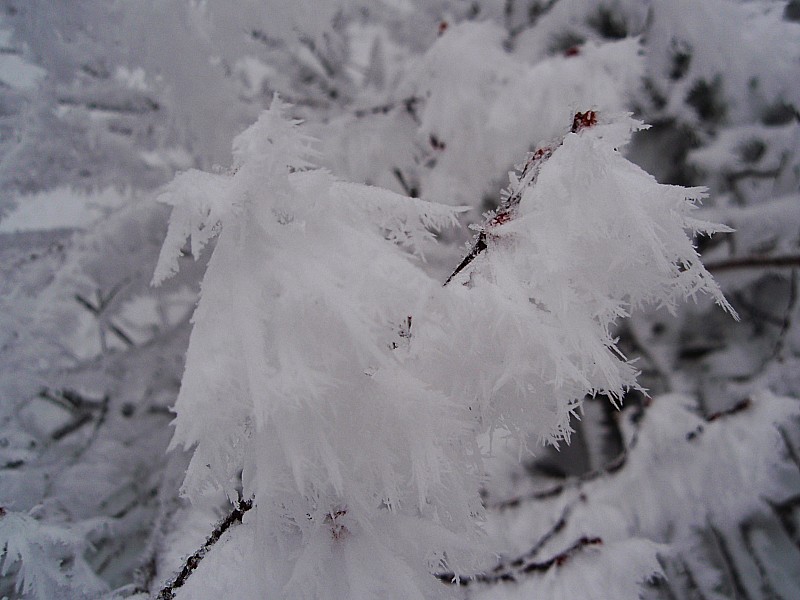 #2 Le Givre : Etonnant, ces fins cristaux si fragiles. Un coup de vent les ferait tous vaciller Le Givre : Etonnant, ces fins cristaux si fragiles. Un coup de vent les ferait tous vaciller