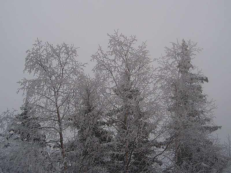 #3 Du brouillard, du givre : Feuillus sur conifères Du brouillard, du givre : Feuillus sur conifères
