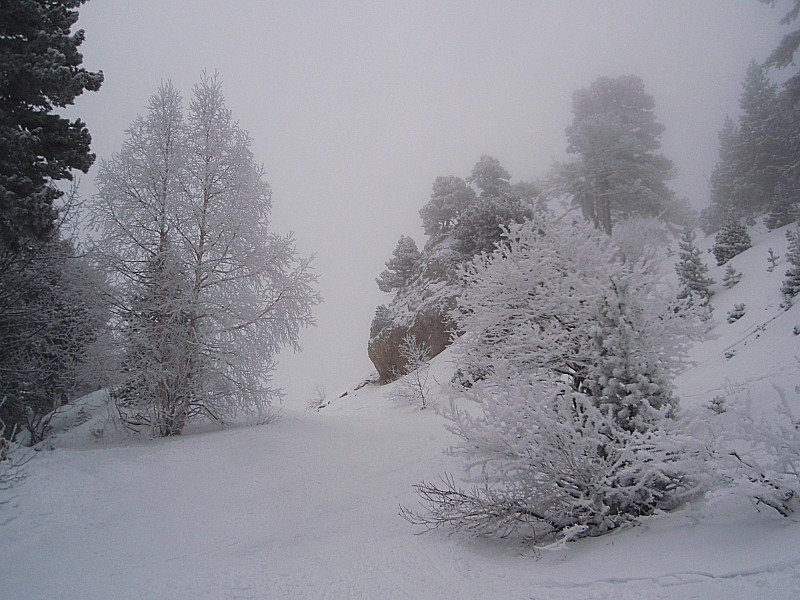 #1 Du givre, du brouillard : De belles silhouettes Du givre, du brouillard : De belles silhouettes