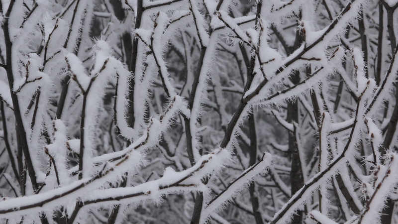 #4 Feuillus à épine de glace Feuillus à épine de glace