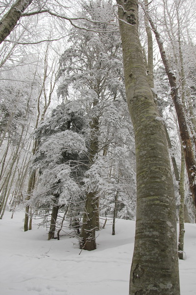#2 Forêt blanche sous la Buffaz Forêt blanche sous la Buffaz