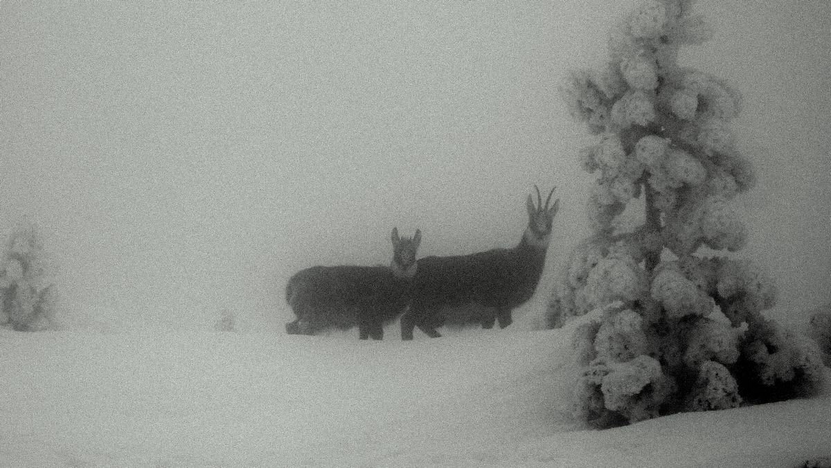 #2 Mateurs à fourrure : je les avais pas vu avec le brouillard !
une mere et son petit ?? Mateurs à fourrure : je les avais pas vu avec le brouillard !
une mere et son petit ??