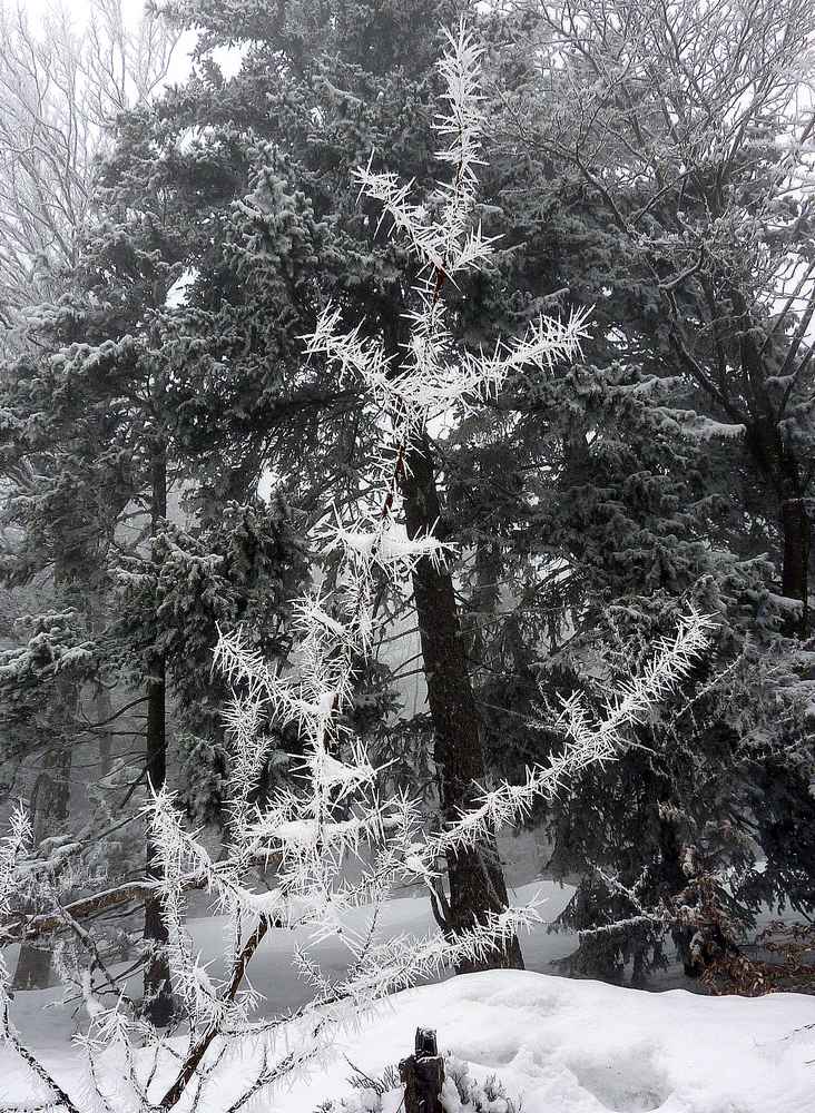 #1 Epines : aiguilles de givre Epines : aiguilles de givre