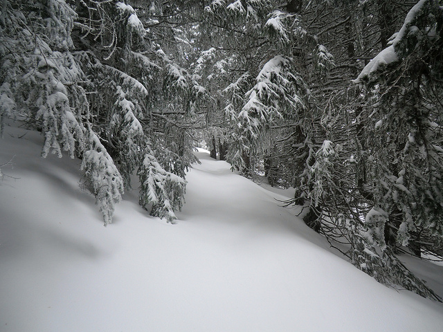 #2 Neige : C Neige : C'est tout comme ça: calme, blanc, et sans traces!