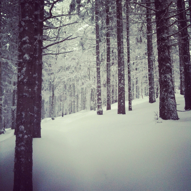 #1 Ambiance nordique : La Forêt des Renards Pendus Ambiance nordique : La Forêt des Renards Pendus