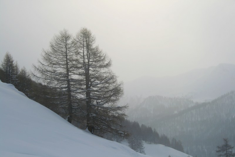 #1 Nous arrivons dans la forêt : lumière tamisée. Nous arrivons dans la forêt : lumière tamisée.