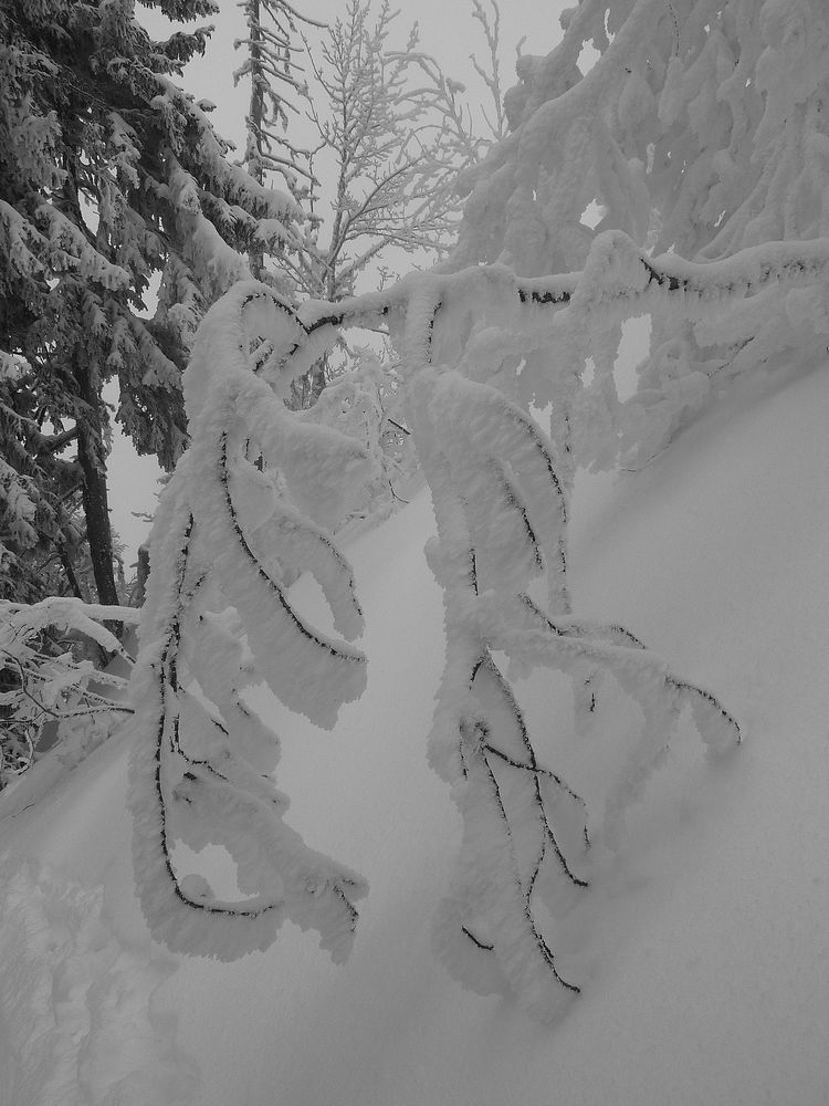 #3 ça ploie : ça ploie mais ça ne rompt pas comme dirait le philospohe... ça ploie : ça ploie mais ça ne rompt pas comme dirait le philospohe...