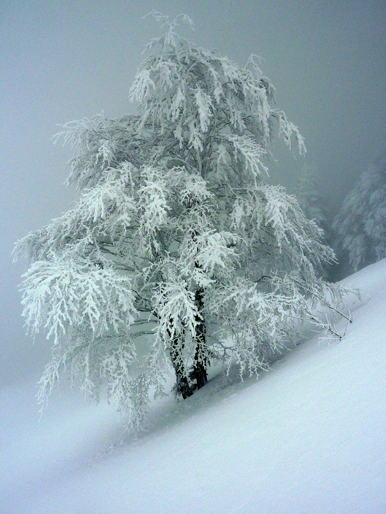 #1 Pravouta Est : ça a bien chargé les arbres Pravouta Est : ça a bien chargé les arbres