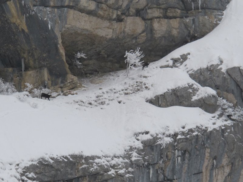 #2 Les chamois du cirque : ce matin ils étaient sept Les chamois du cirque : ce matin ils étaient sept