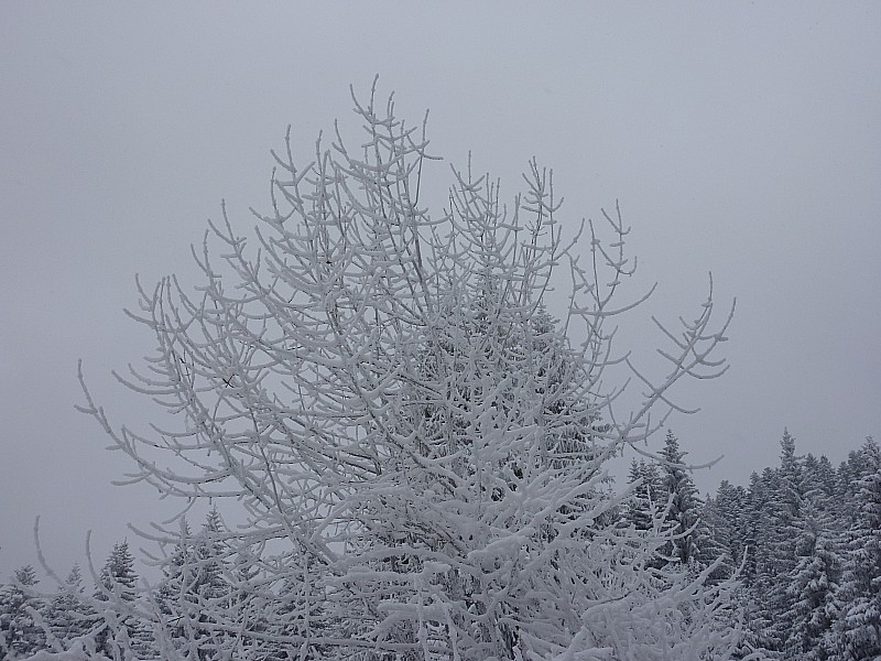 #3 Arbre de Girieux : Frigorifié Arbre de Girieux : Frigorifié