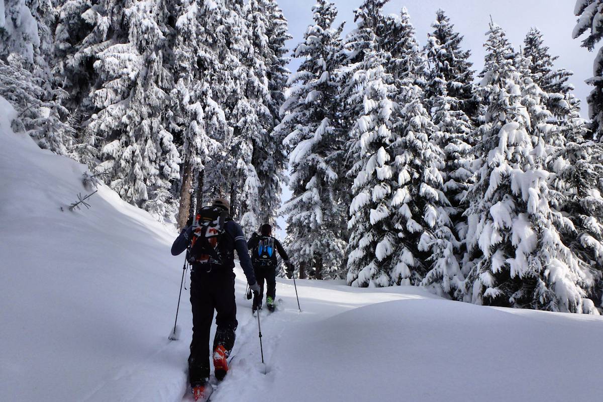 La forêt : Jamais très dense.